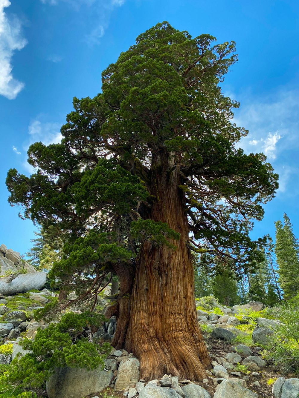 a large tree sitting on top of a rocky hillside