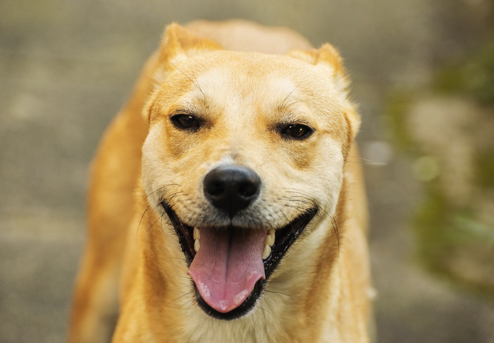 a close up of a dog with its mouth open