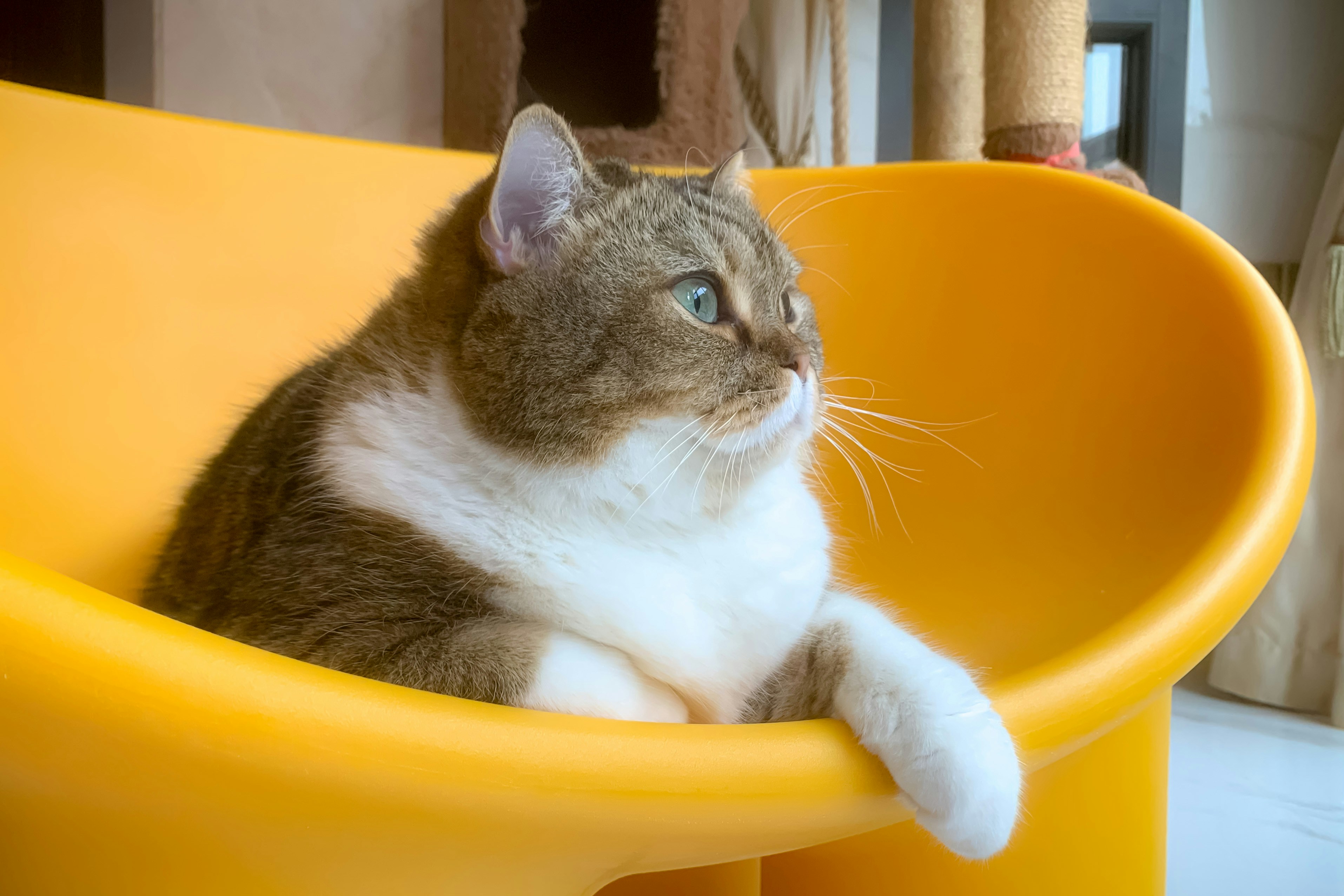 a cat is sitting in a yellow chair