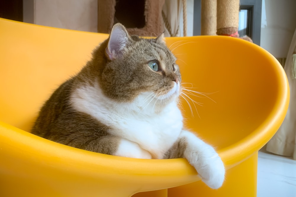 un chat est assis sur une chaise jaune