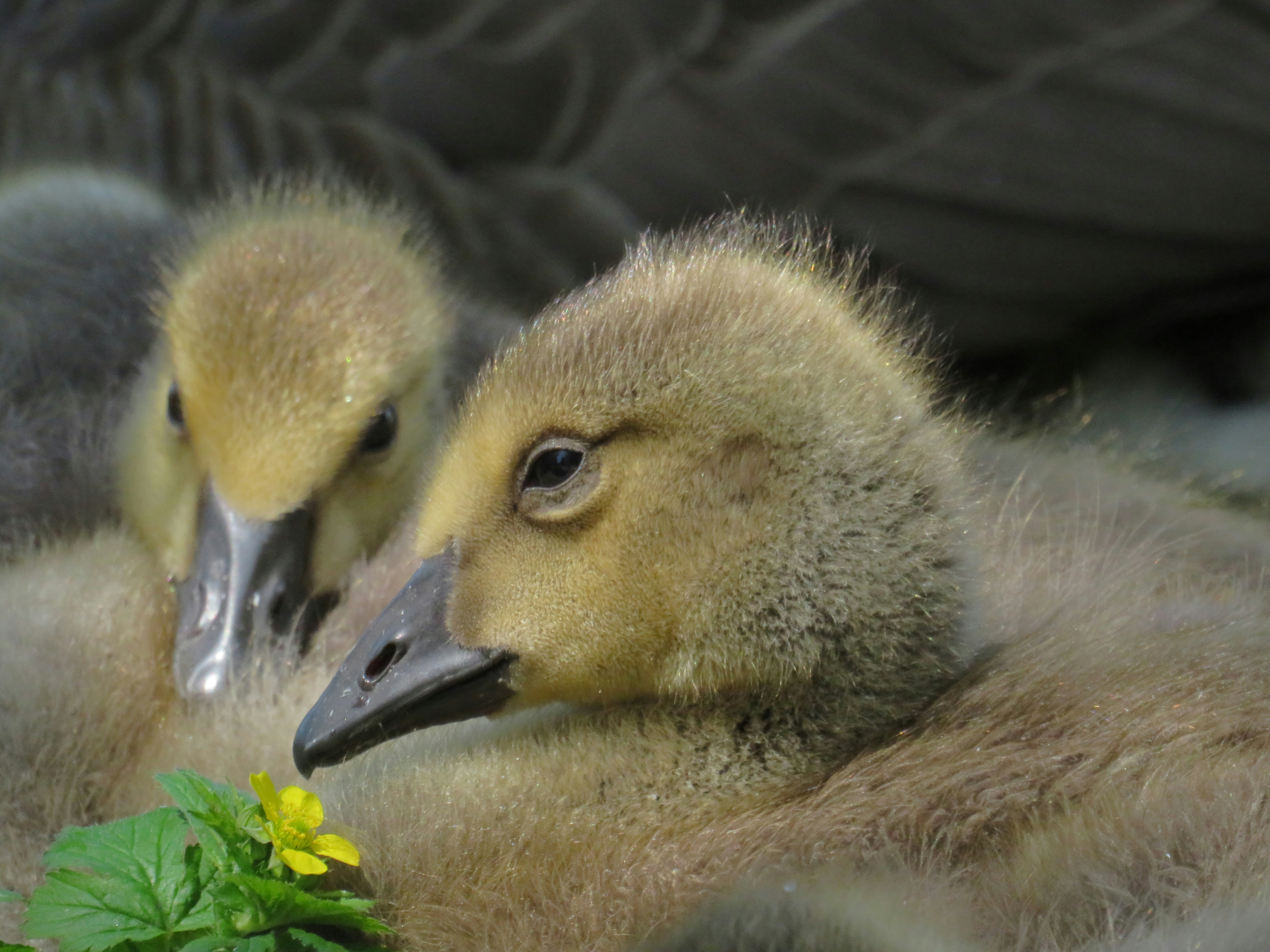 A couple of ducks sitting next to each other photo – Free Baby Image on ...