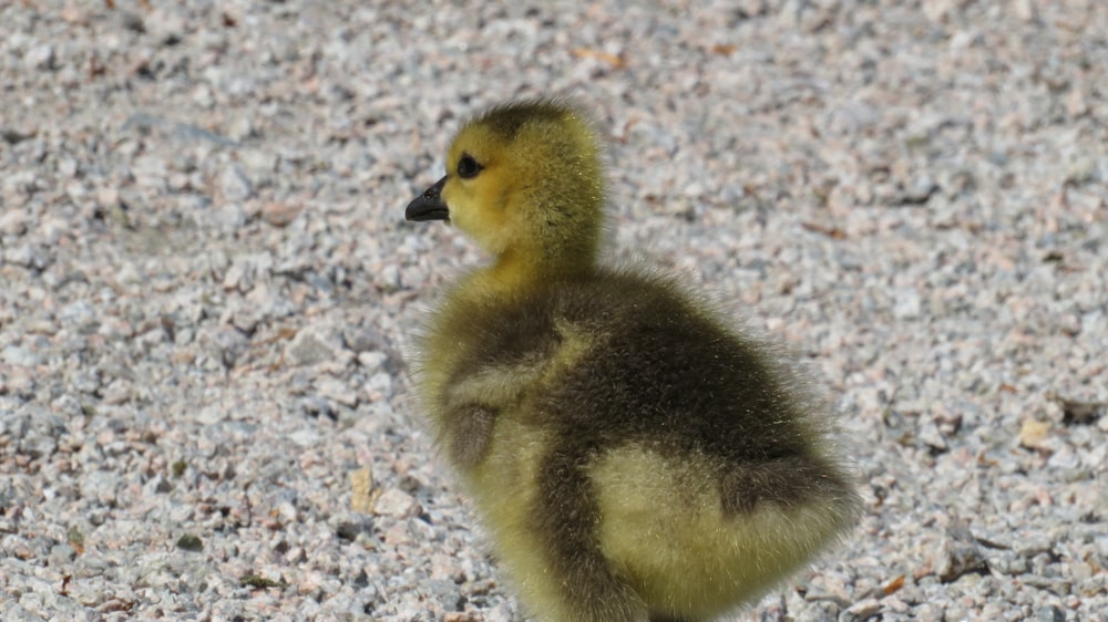a small duckling is standing on the gravel