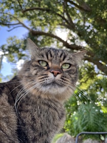 Close-up of a curious tabby cat’s eyes reflecting a vibrant garden.
