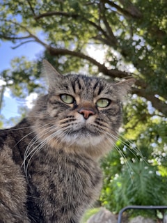 Close-up of a curious tabby cat’s eyes reflecting a vibrant garden.