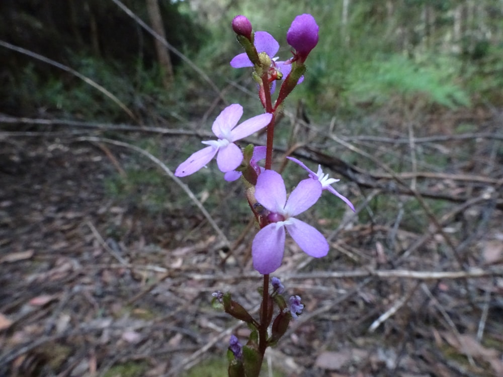 a close up of a purple flower in a forest