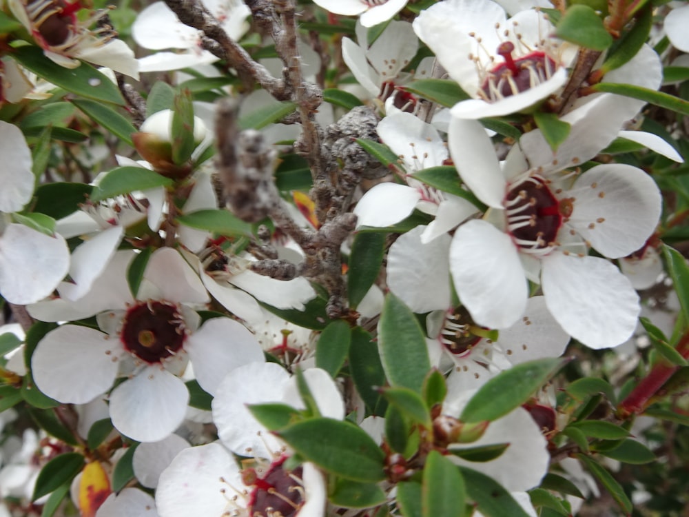 a close up of a tree with white flowers