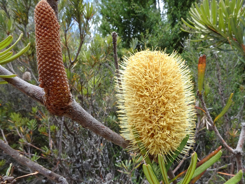 a close up of a flower on a tree