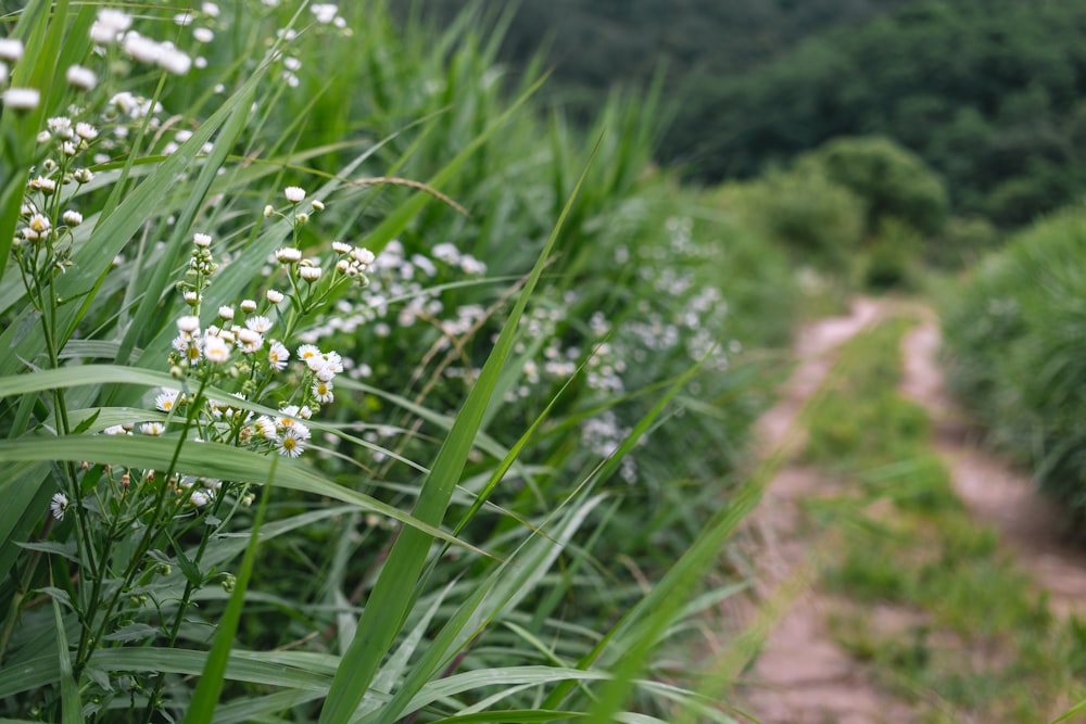 a dirt road surrounded by tall grass and flowers