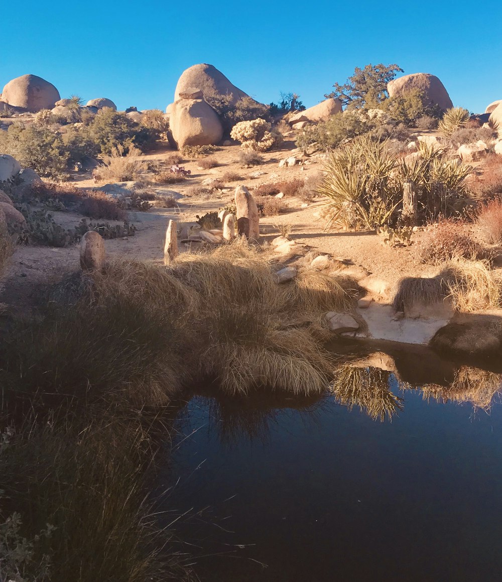 a small pond in the middle of a desert