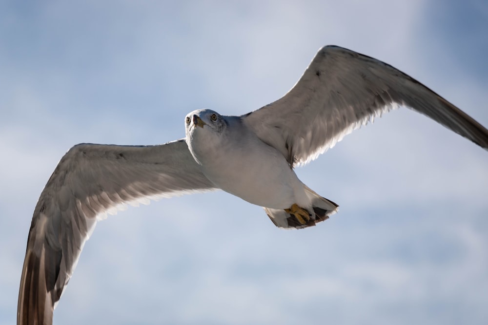 a seagull flying in the sky with its wings spread