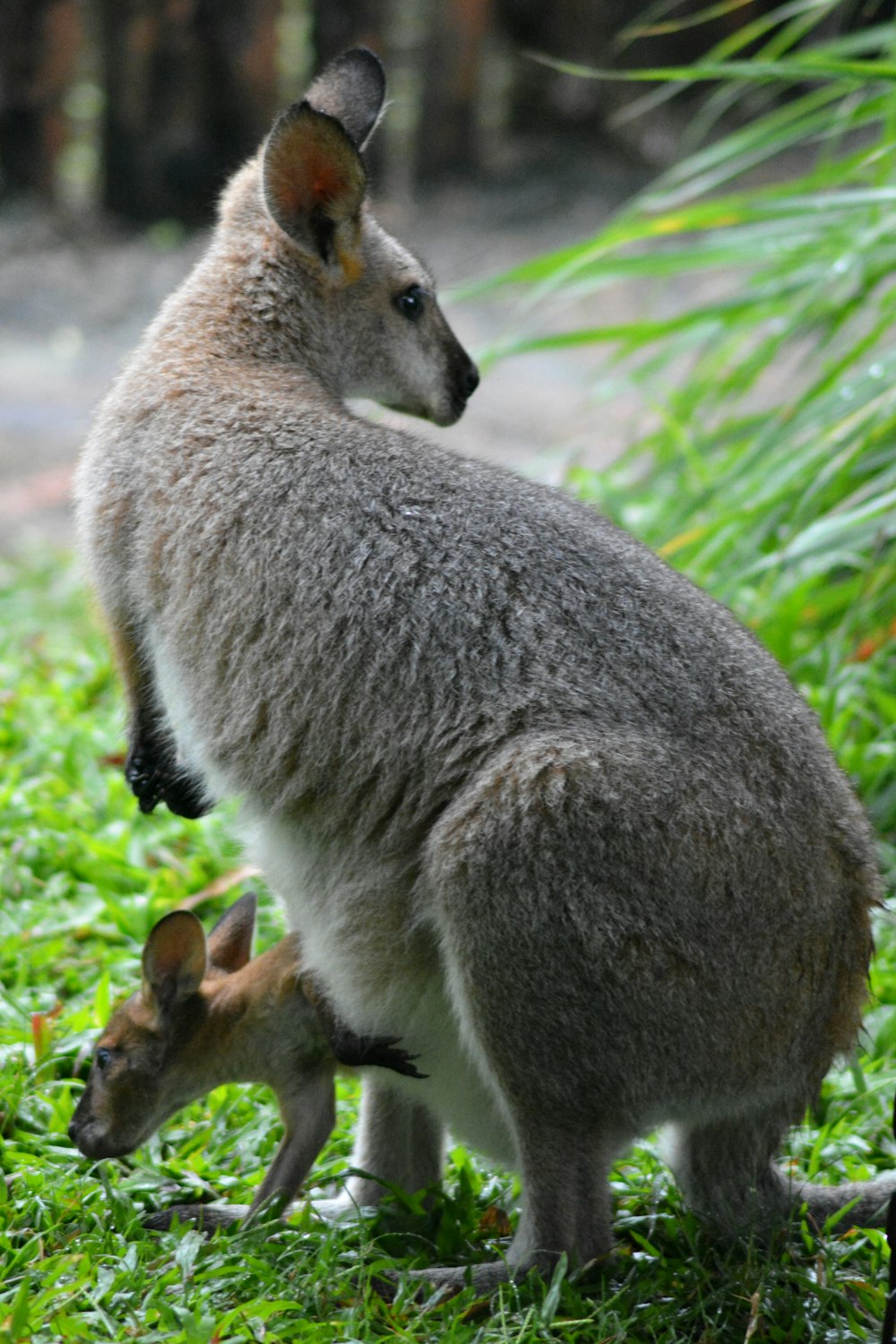 ein Känguru und ein Baby-Känguru im Gras
