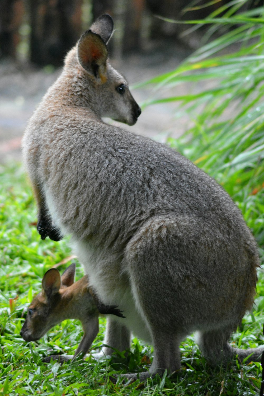 a kangaroo and a baby kangaroo in the grass