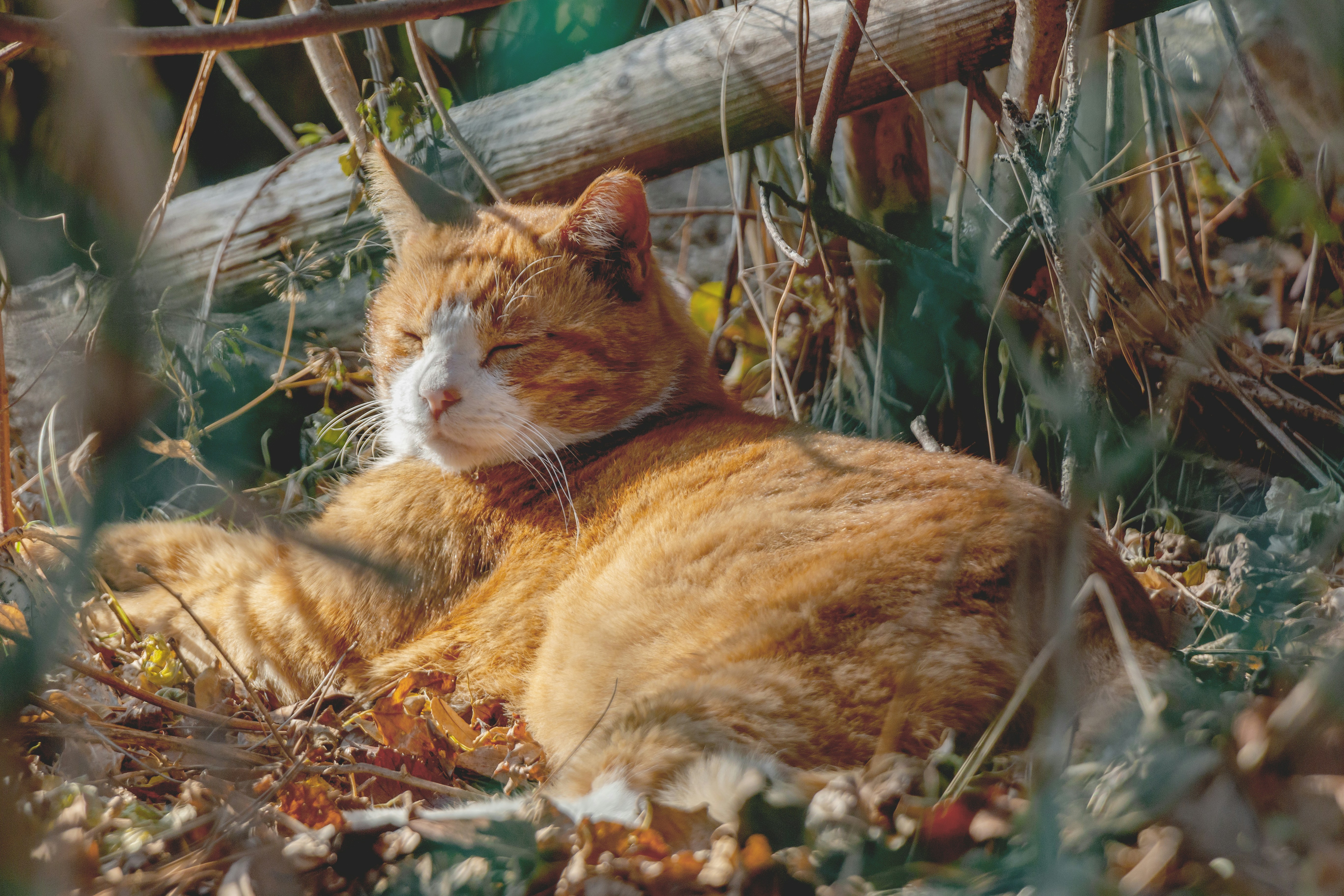 an orange and white cat laying on the ground