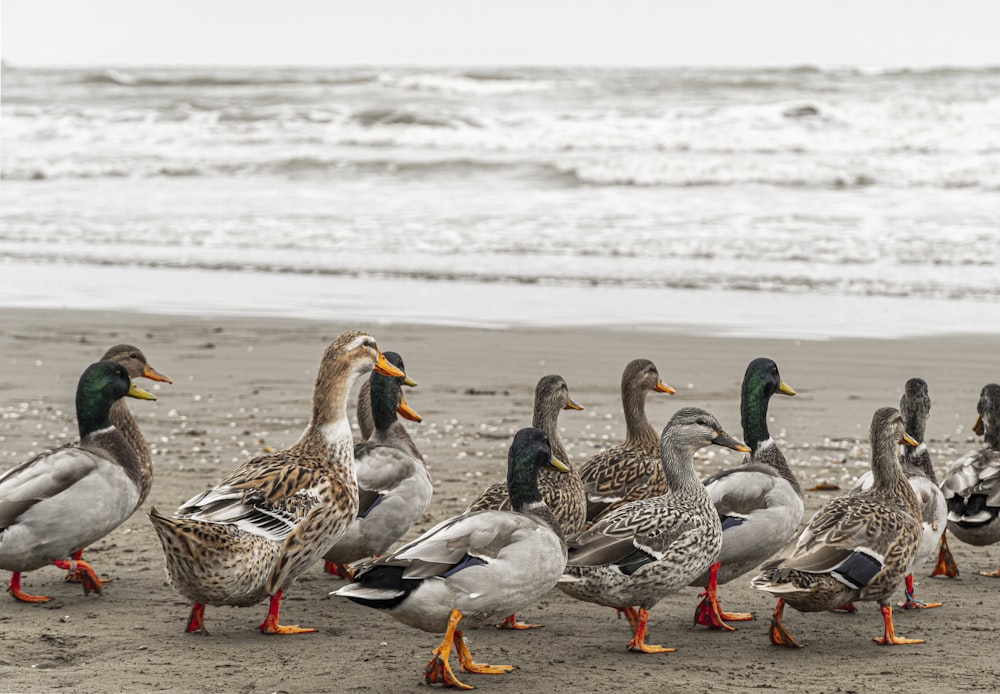a group of ducks standing on a beach next to the ocean