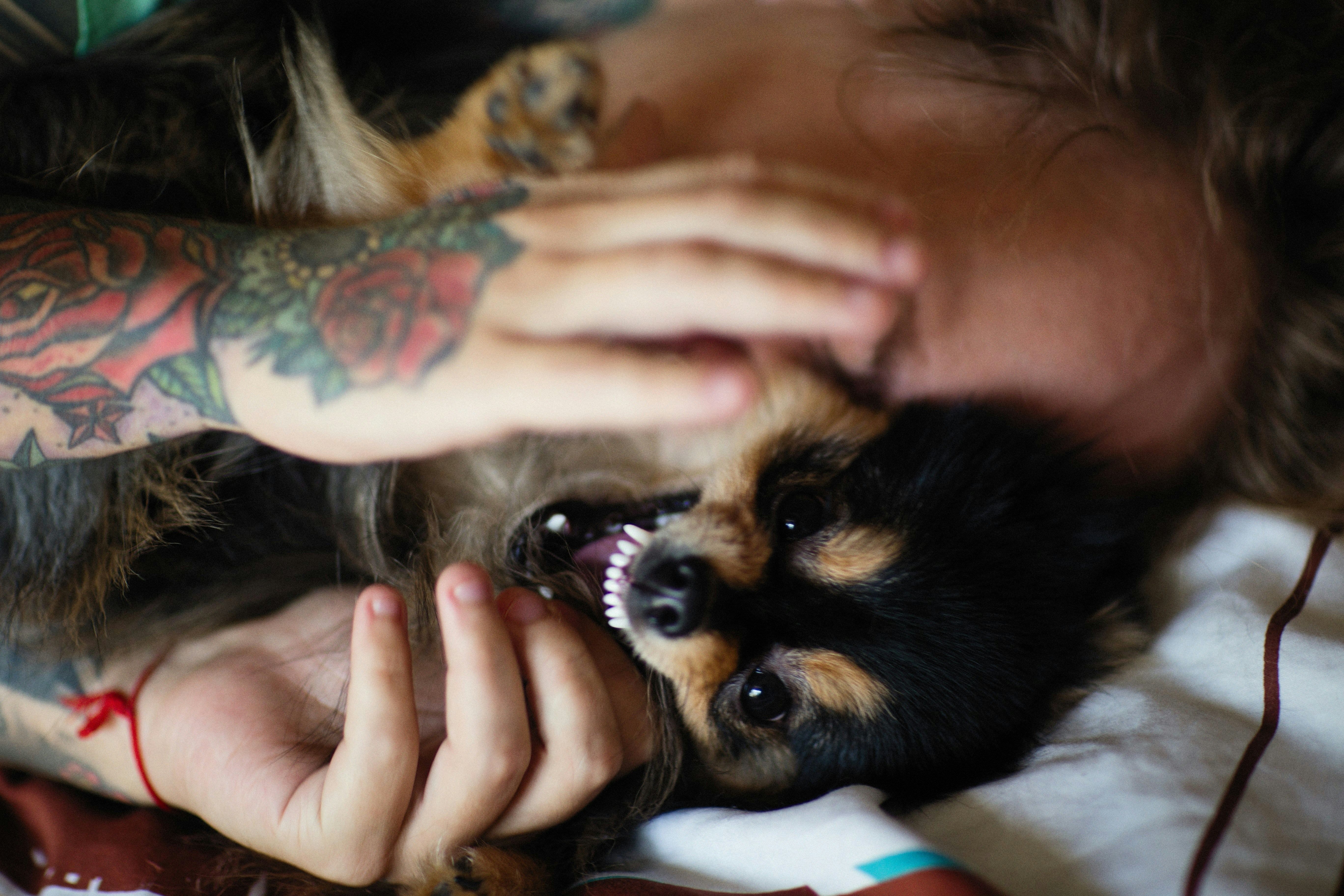 털 엉킴 심한 강아지? 이 브러쉬 하나면 해결