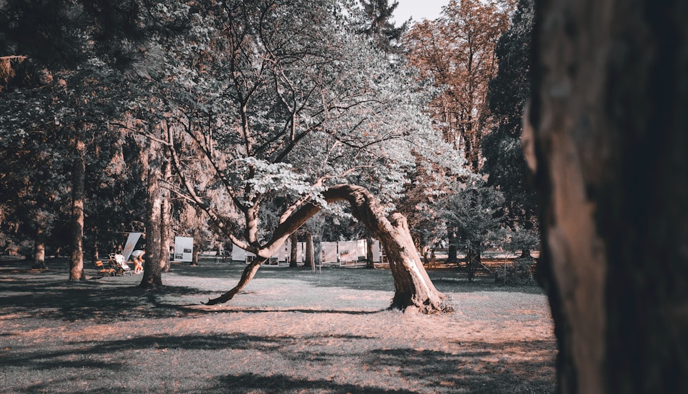 a large tree in a park with lots of trees