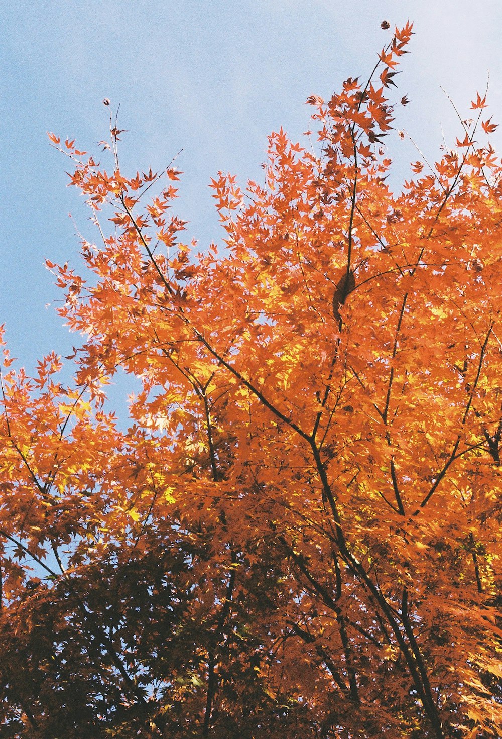 Un albero con foglie gialle e un cielo blu sullo sfondo