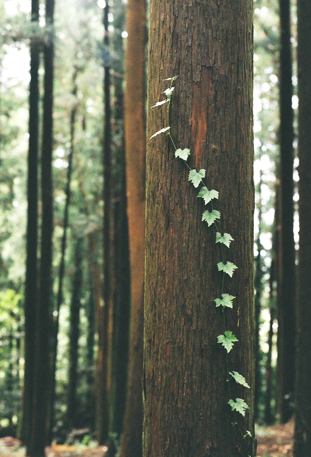 ivy growing on a tree in a forest