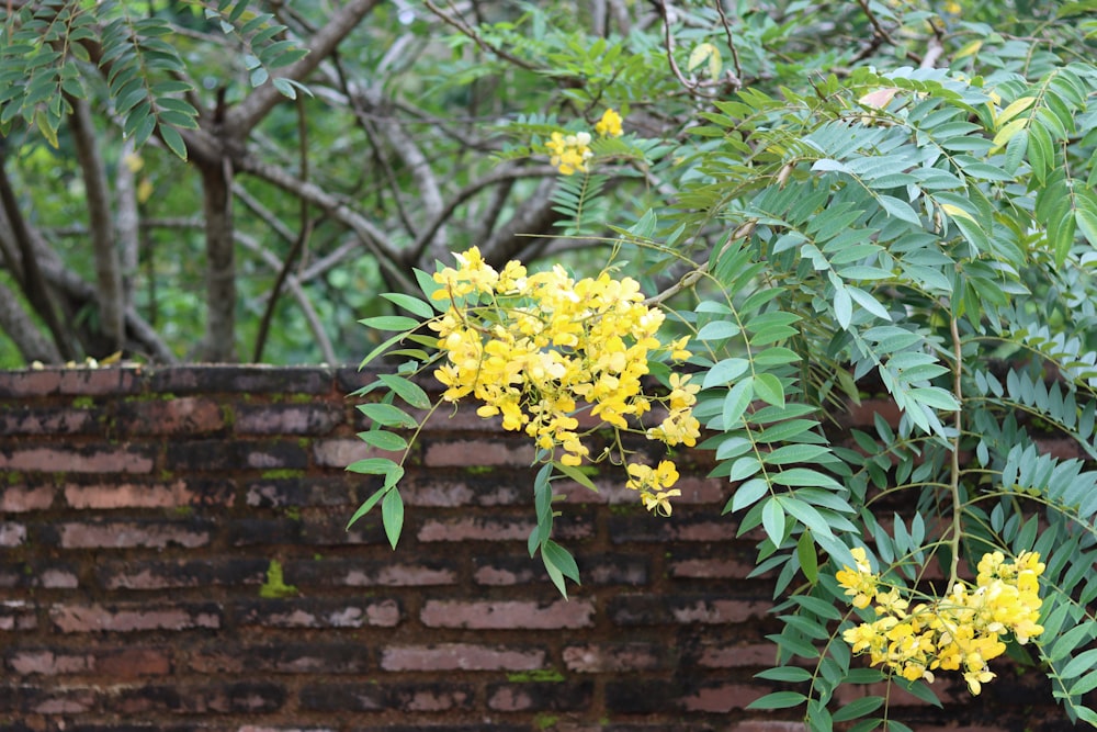 yellow flowers are blooming on a tree near a brick wall