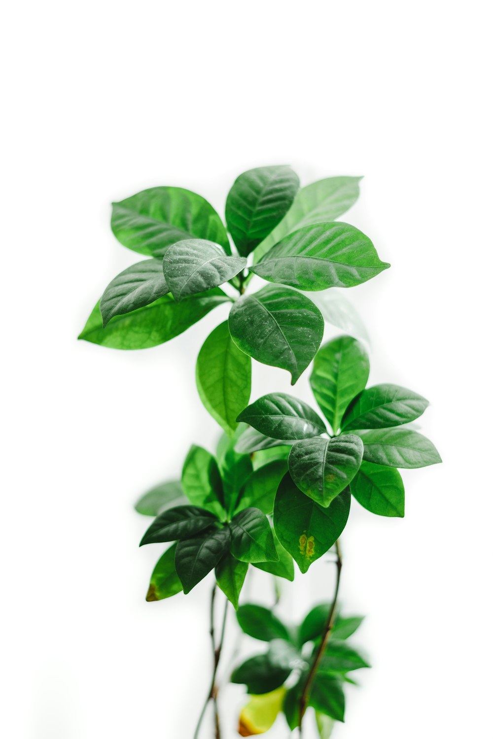 a potted plant with green leaves on a white background