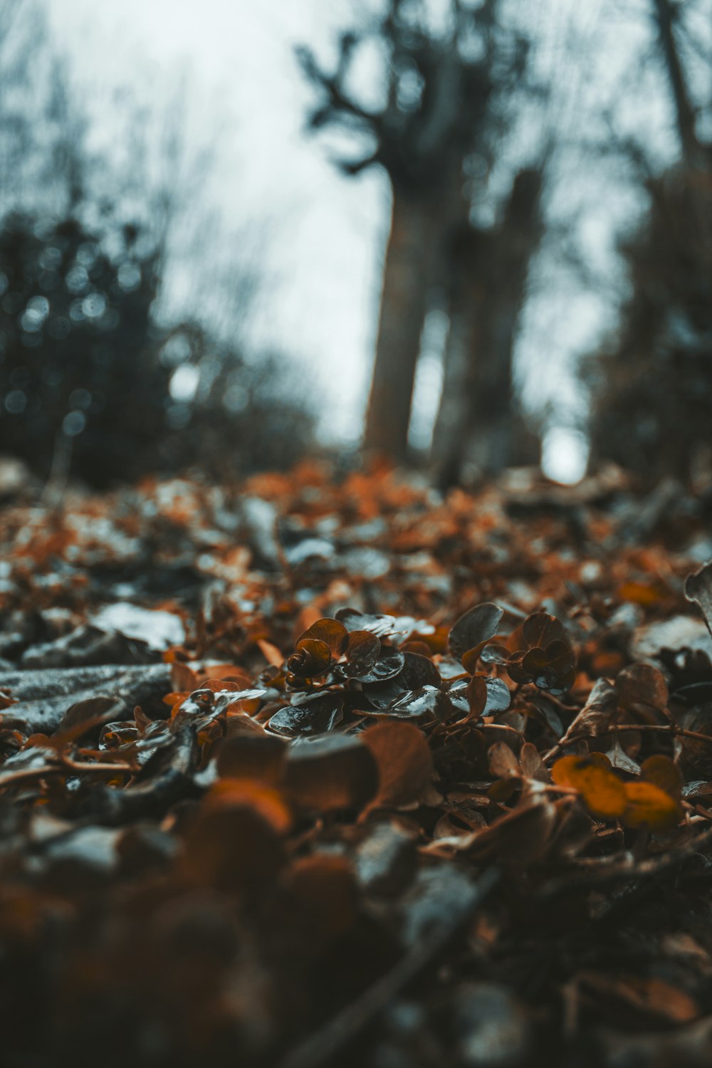 a leaf covered ground with trees in the background