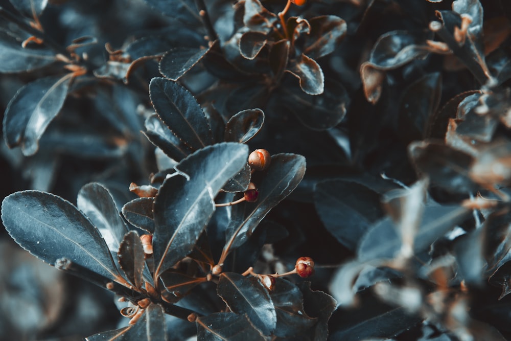 a close up of a bush with leaves and berries