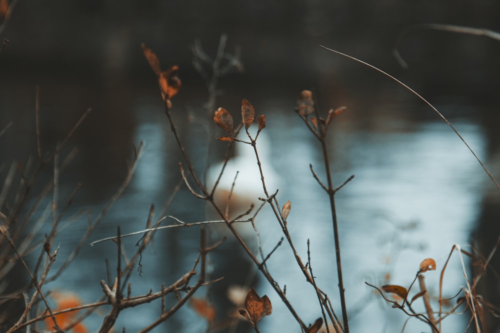 a close up of a tree with a body of water in the background