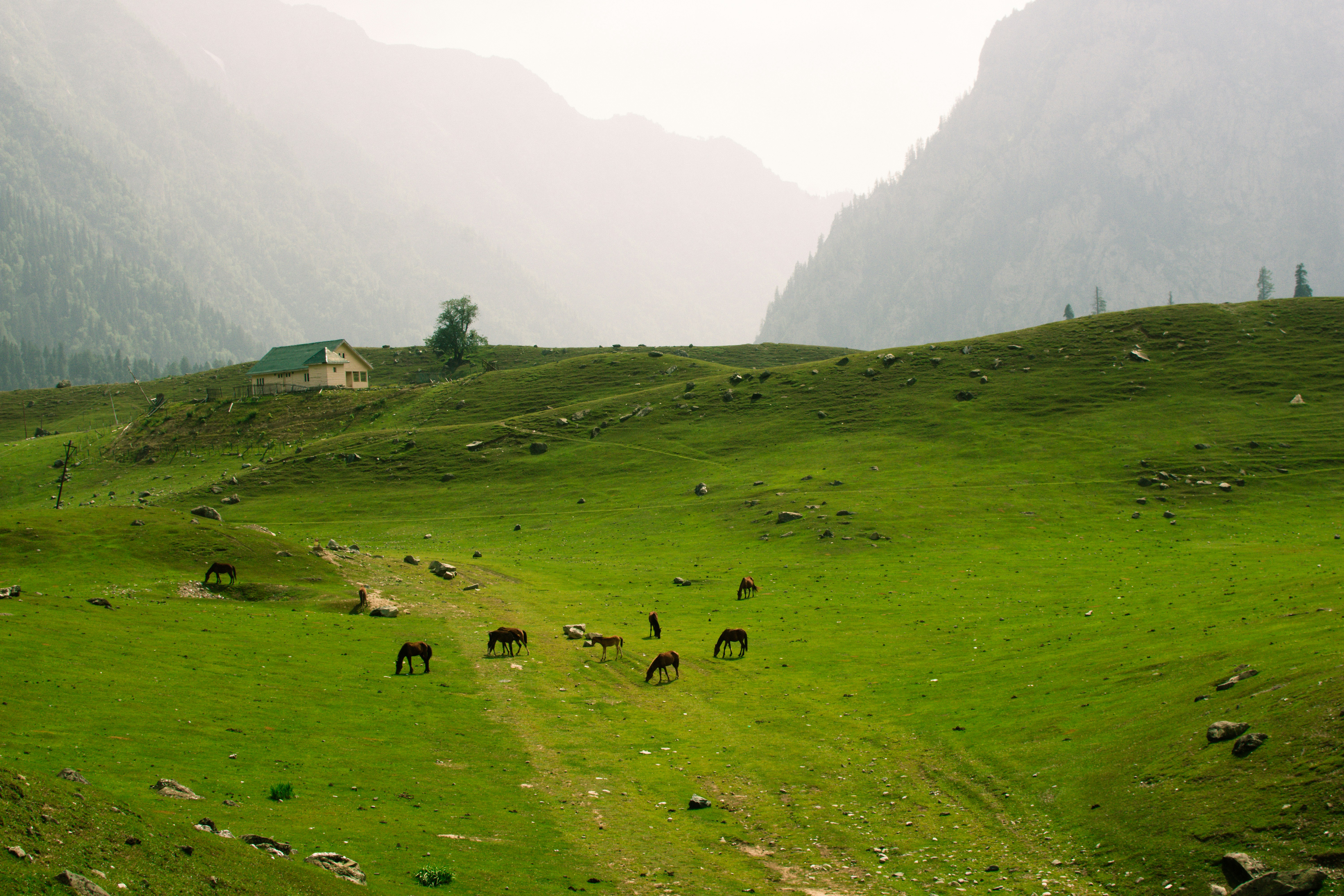 a herd of horses grazing on a lush green hillside