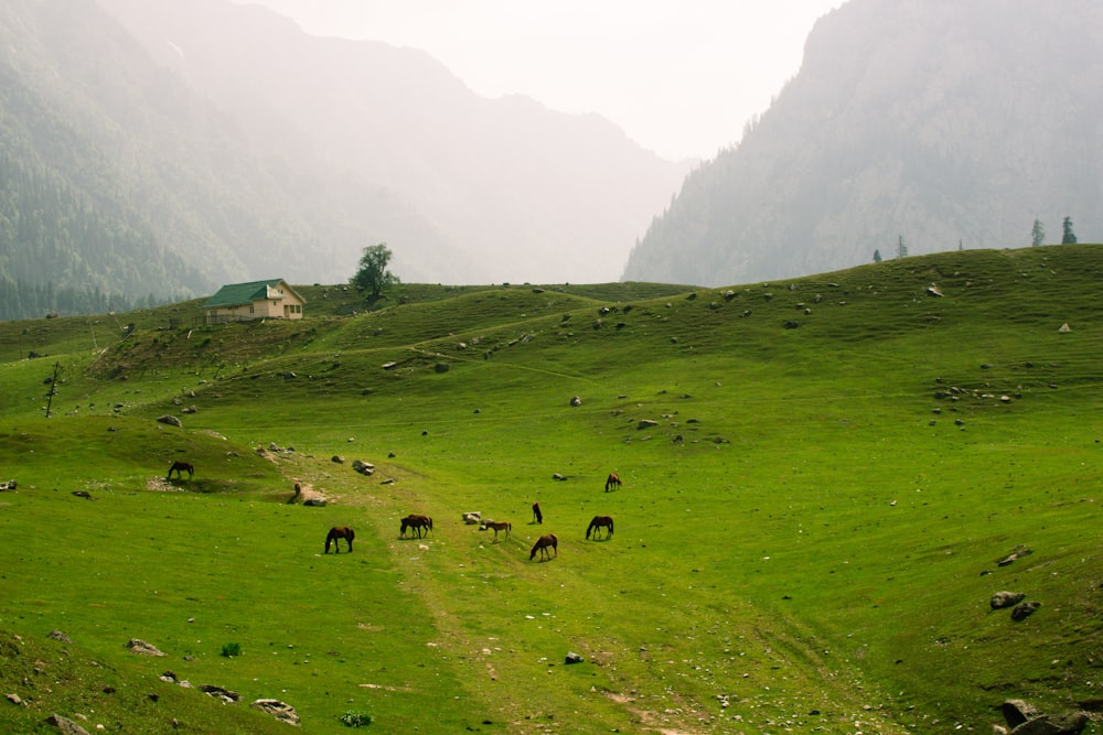 a herd of horses grazing on a lush green hillside