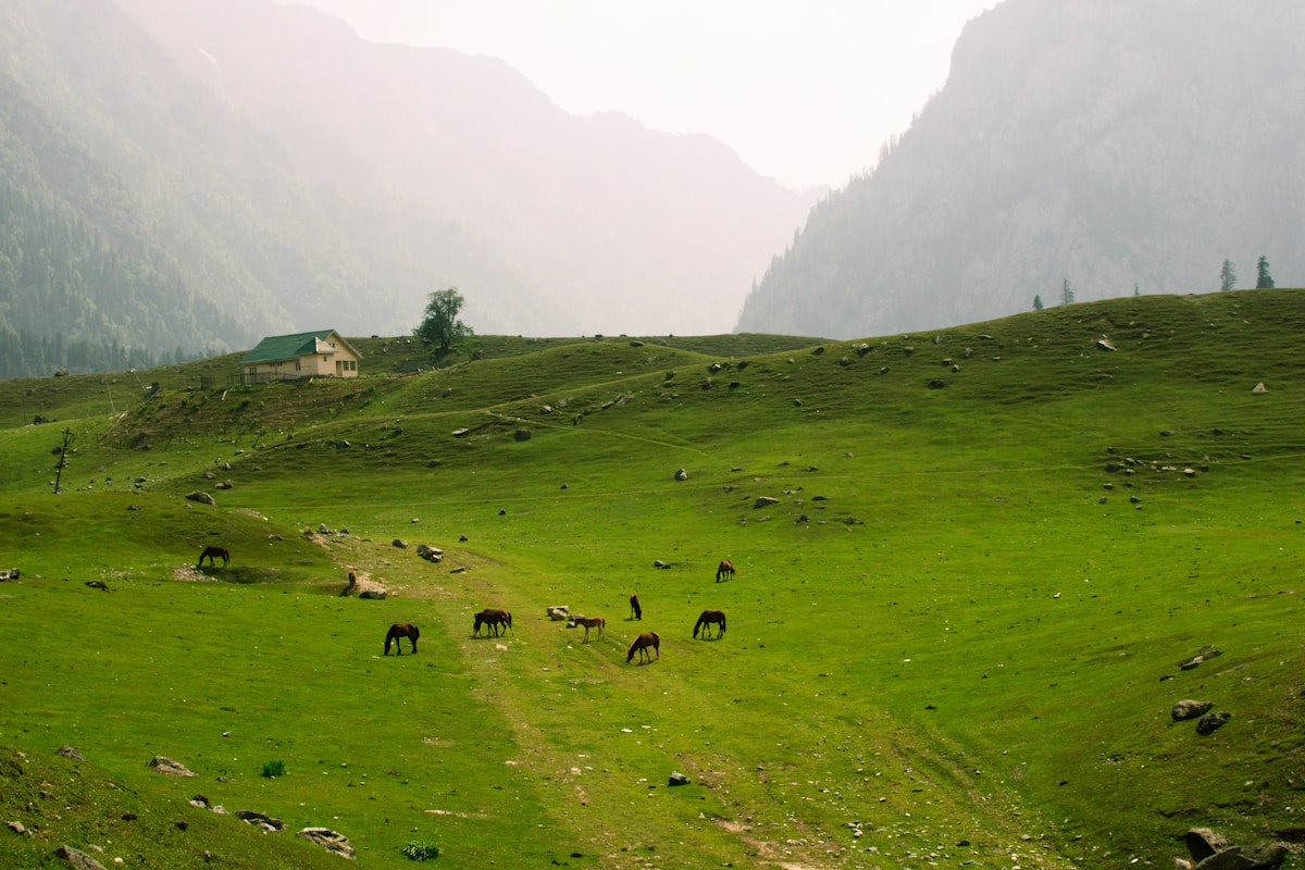 Sonamarg alpine landscape