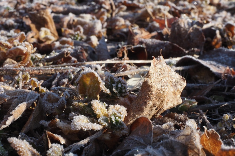 a close up of a leaf covered in frost