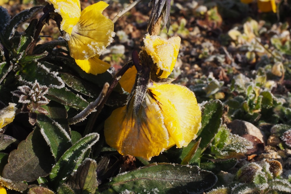 a close up of a yellow flower with frost on it