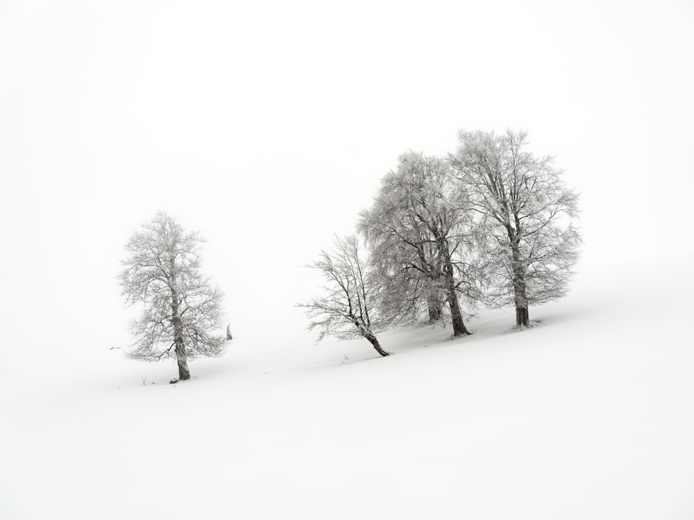 a couple of trees that are standing in the snow