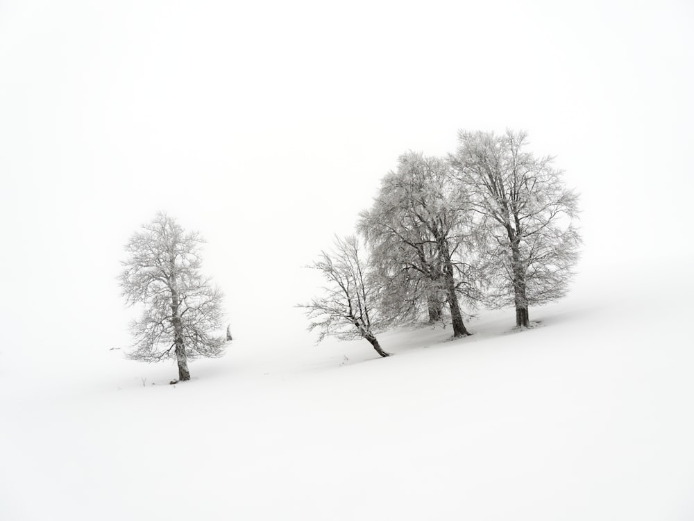 ein paar Bäume, die im Schnee stehen