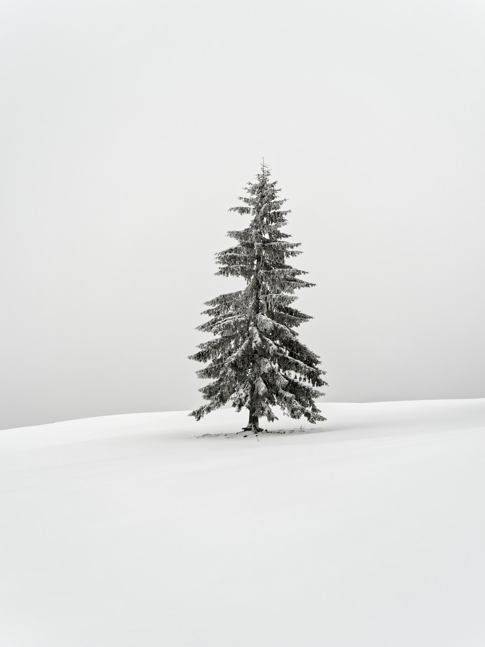 a lone pine tree in a snowy field