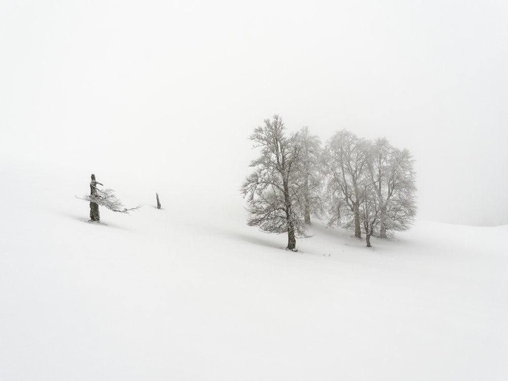 um grupo de árvores em pé no topo de uma encosta coberta de neve