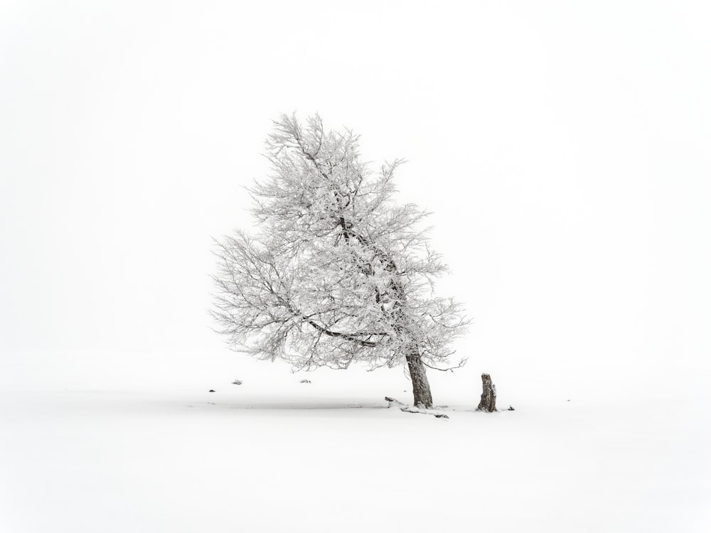 a lone tree in a snowy field