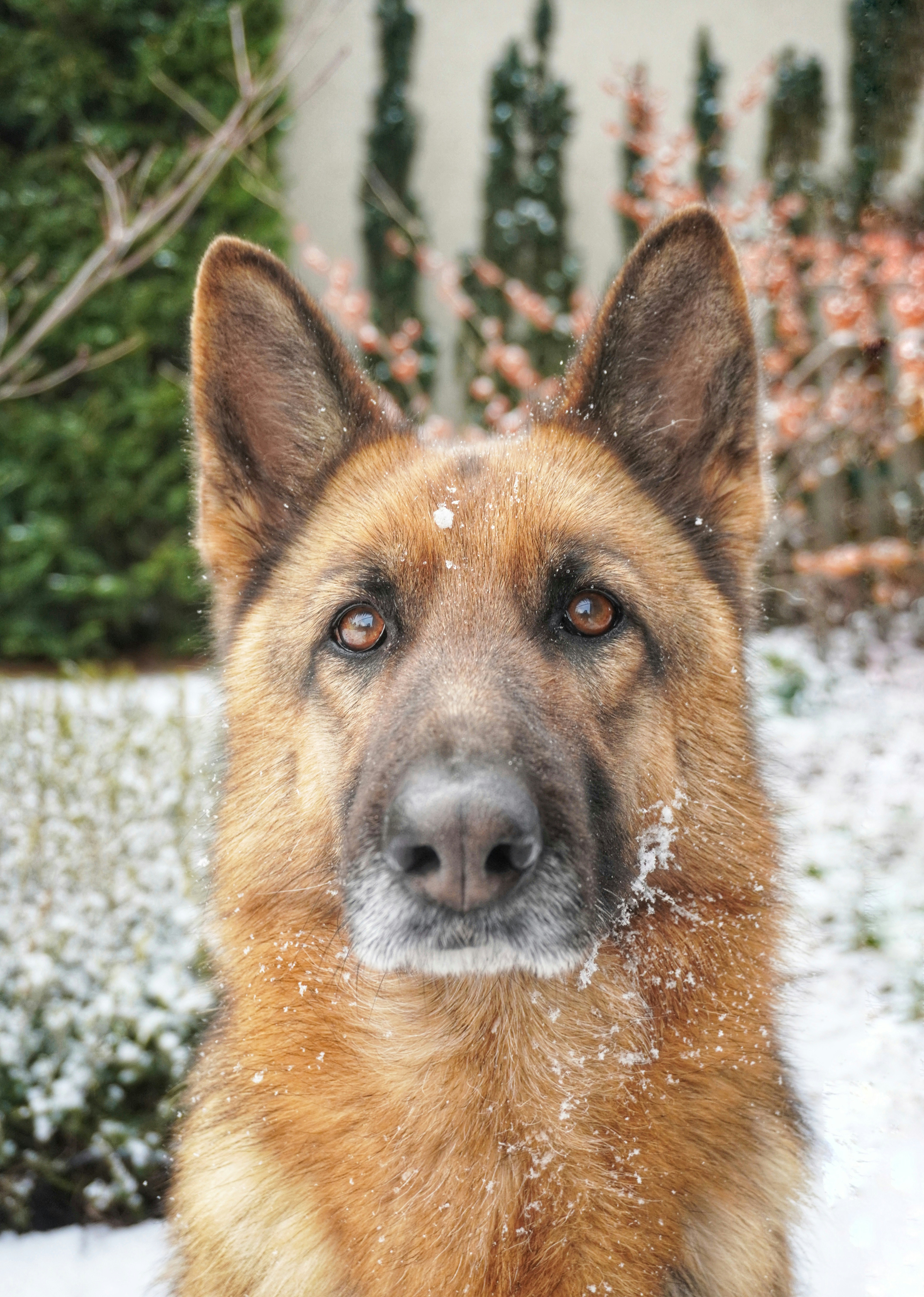 A dog is sitting in the snow outside photo Free Európa Image on Unsplash