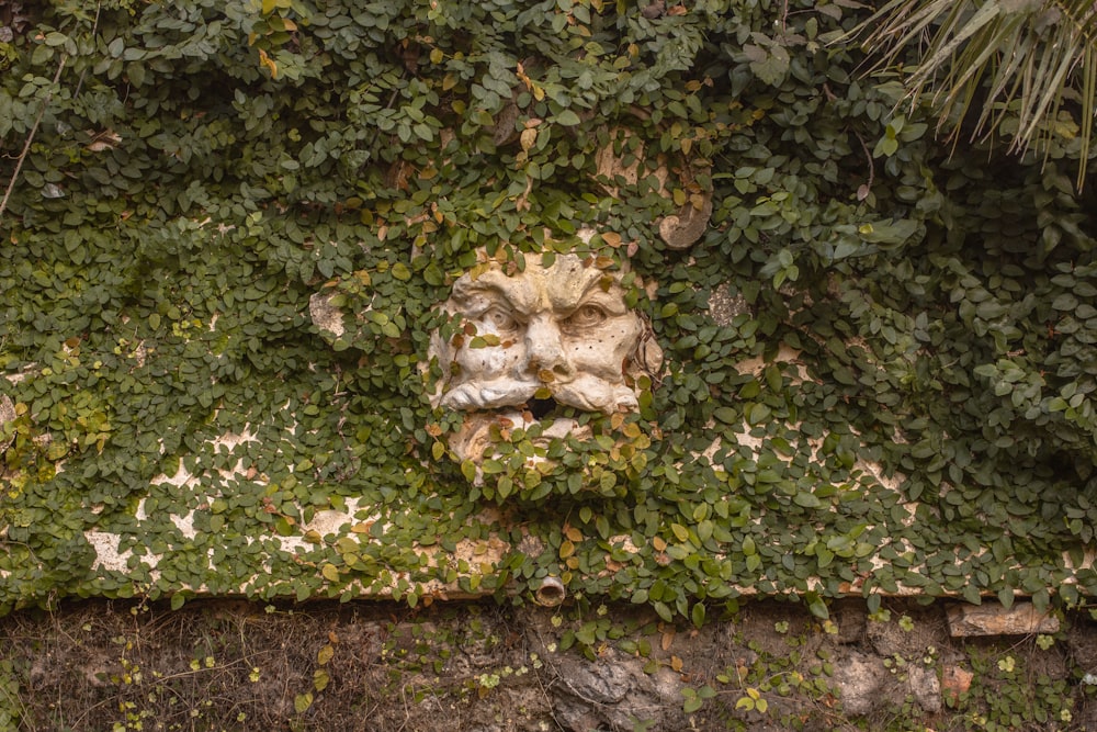 a mask is embedded in a wall covered in ivy
