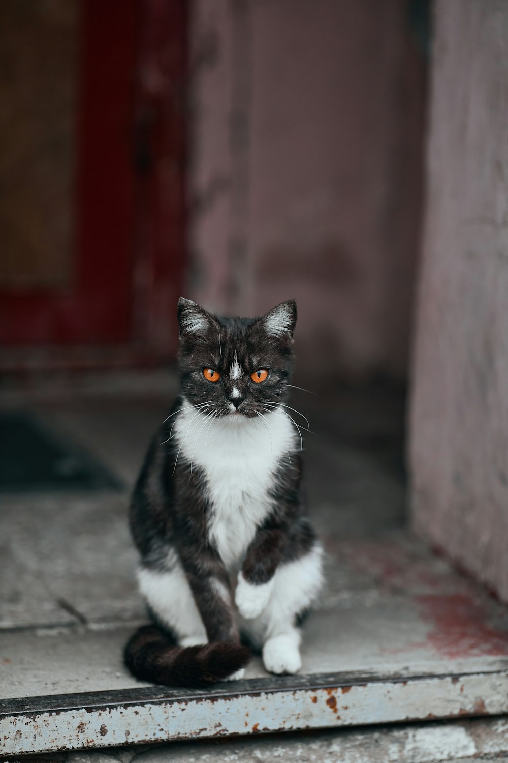 um gato preto e branco sentado em um degrau