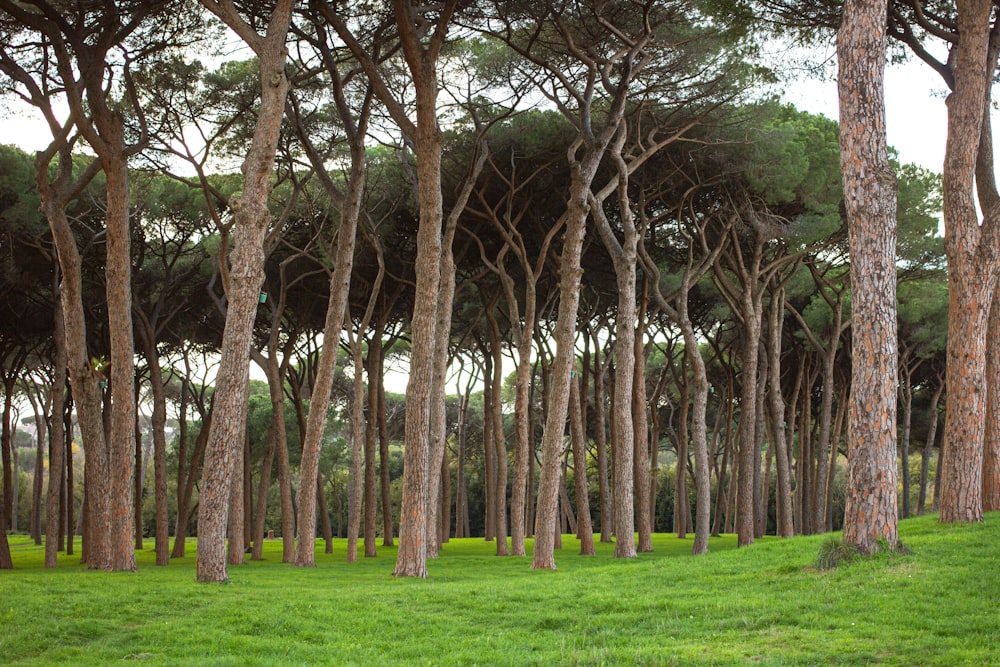 a group of trees that are standing in the grass