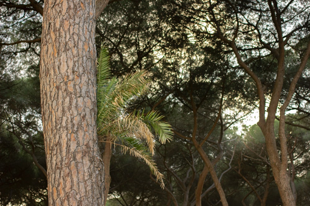 Una jirafa de pie junto a un árbol en un bosque