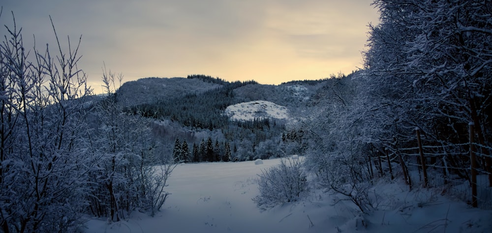 a snow covered forest with a mountain in the background