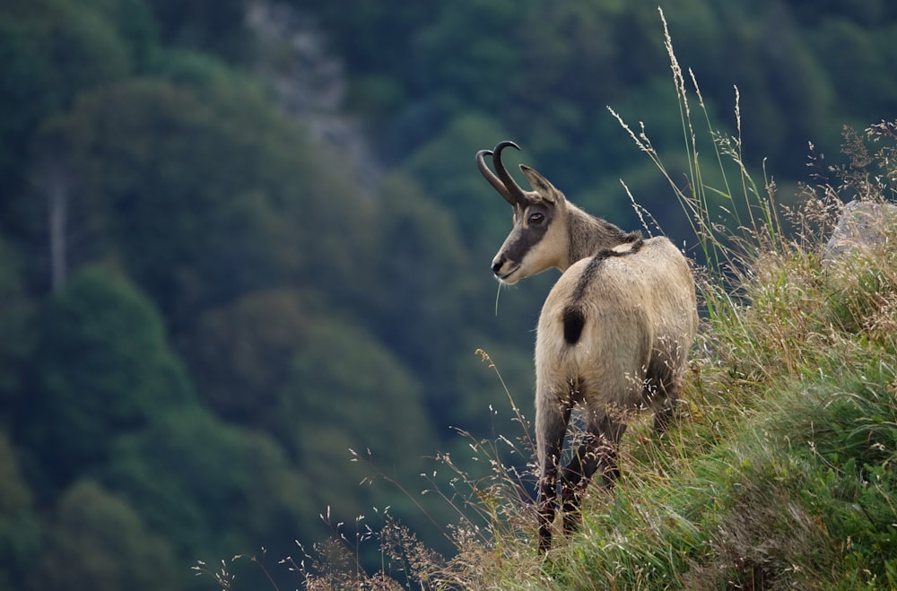 Una cabra de pie en una exuberante ladera verde