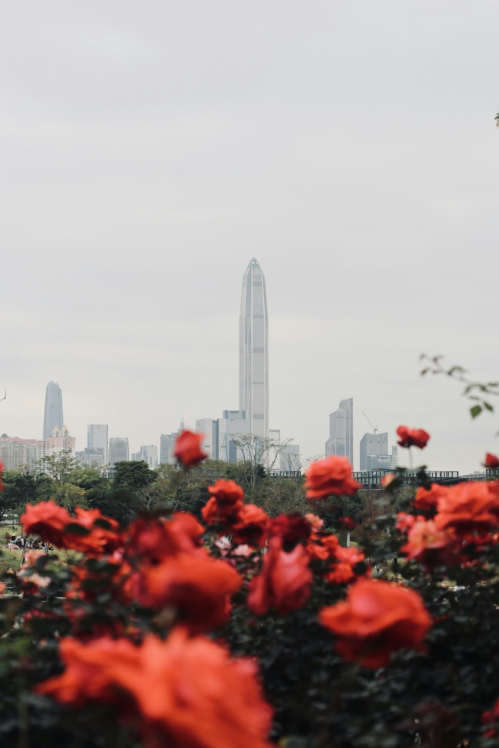 a view of a city skyline with red flowers in the foreground