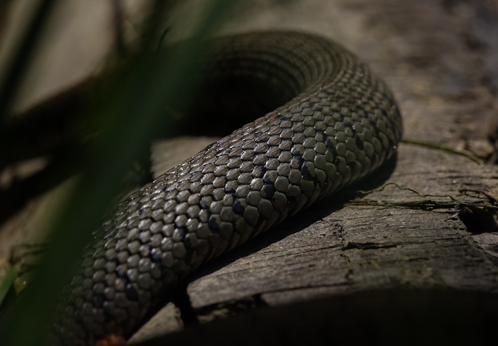 a snake that is laying down on a log