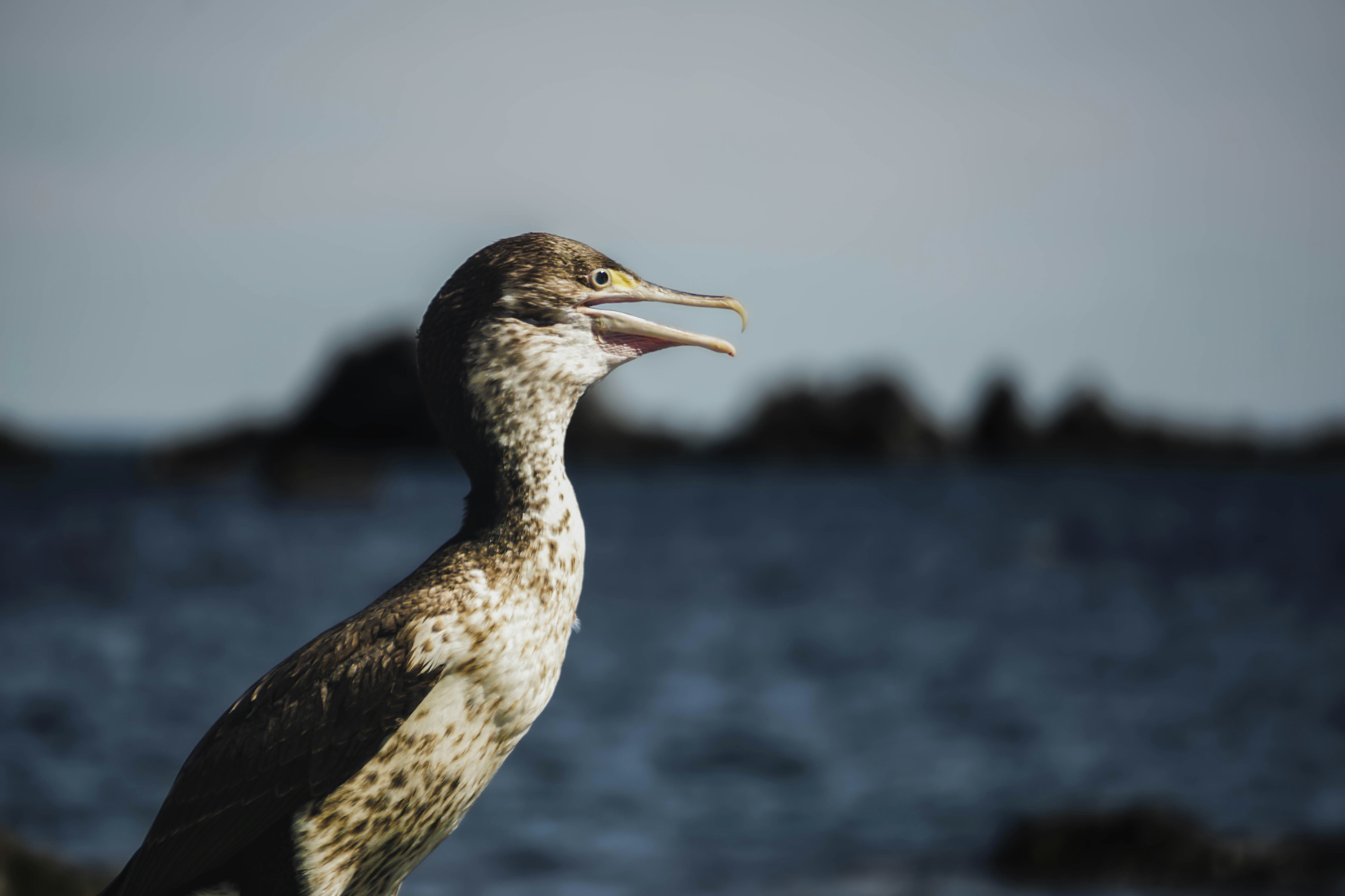 Photo by nature_photography_by_luca