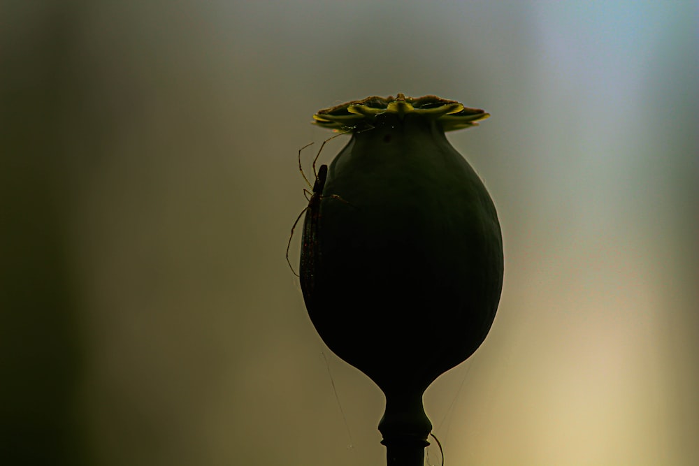 a close up of a flower with a bug on it