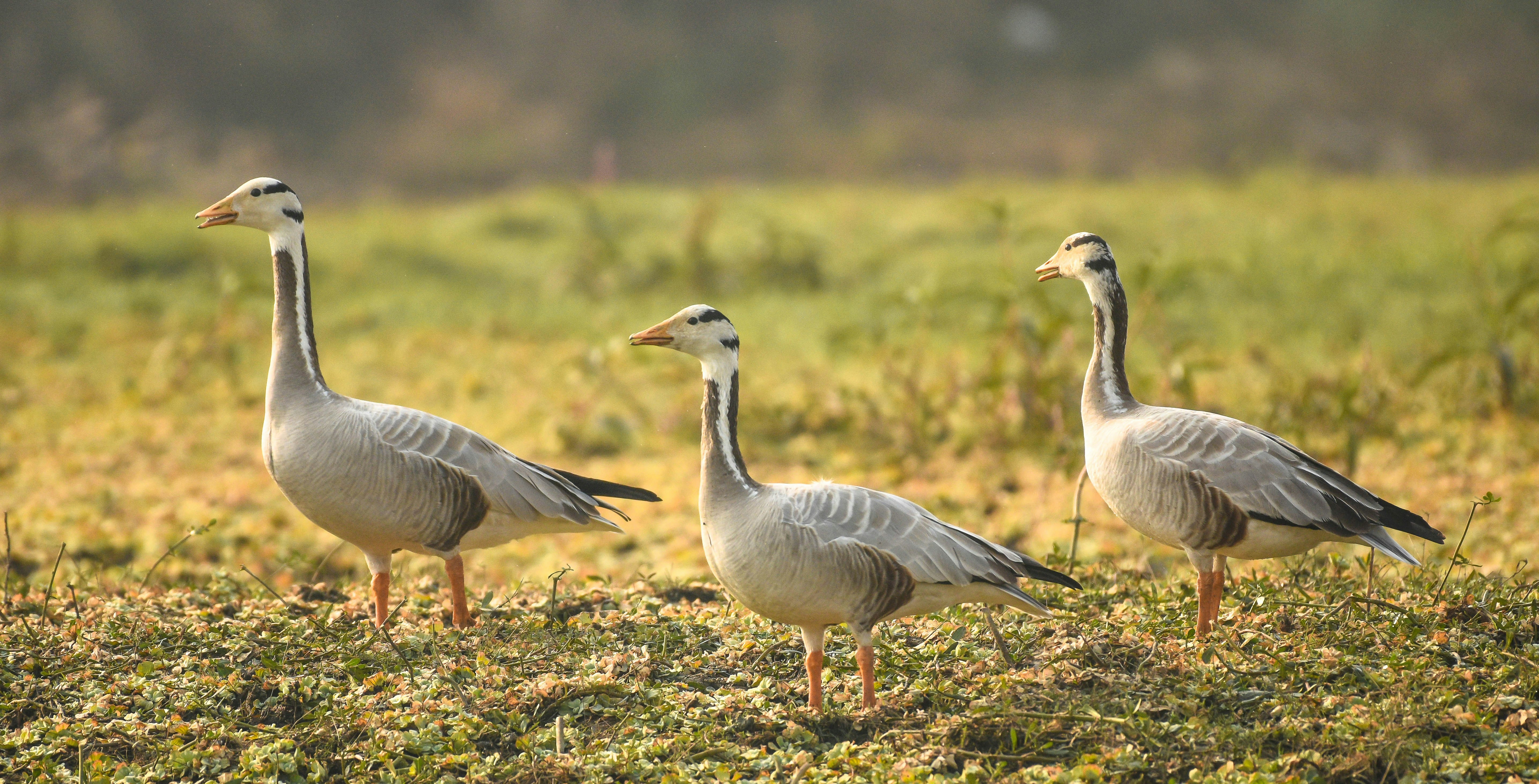 Photo by rahuldeshmukh18
