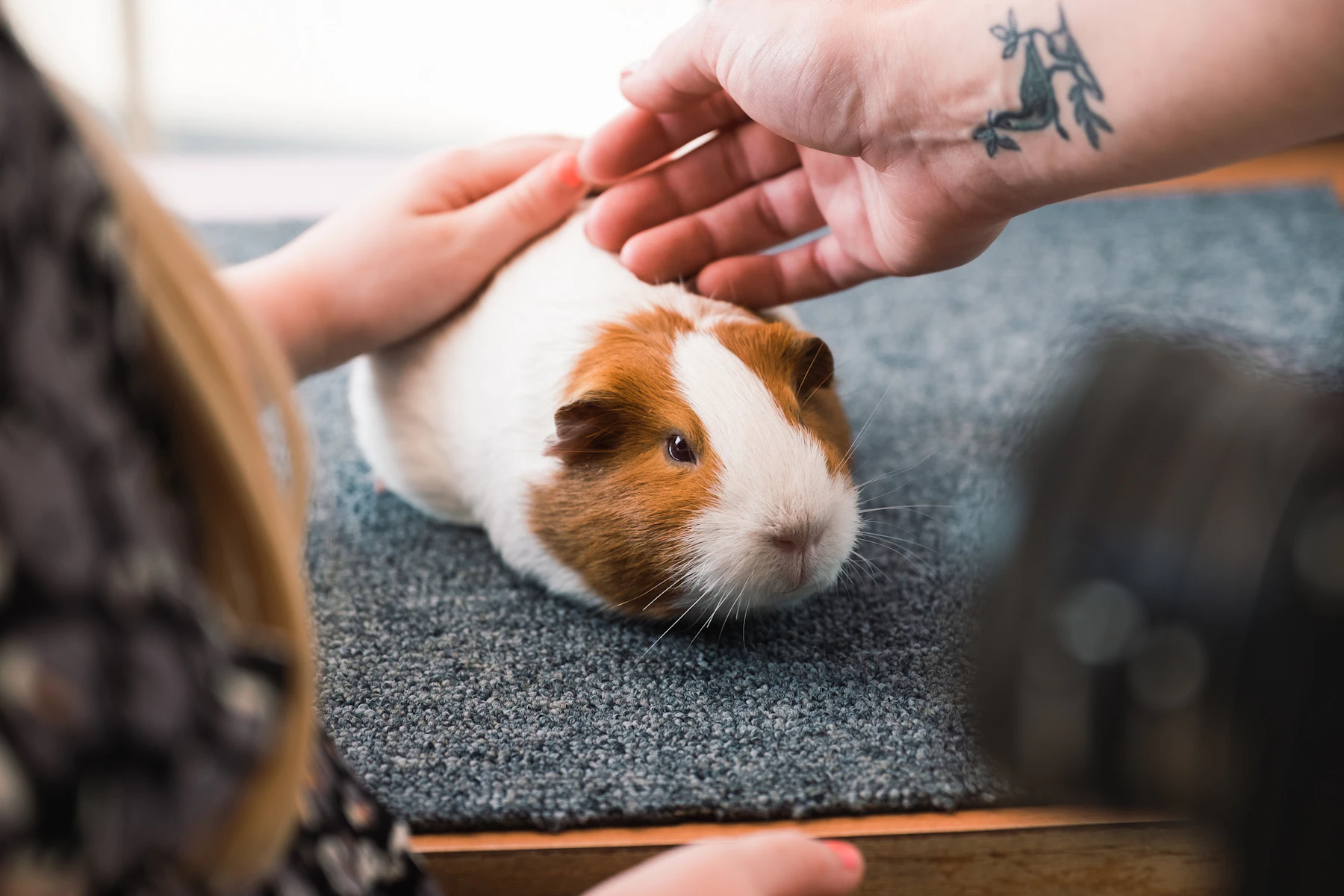 Two hands stroking a brown and white guinea pig lying flat on a grey mat